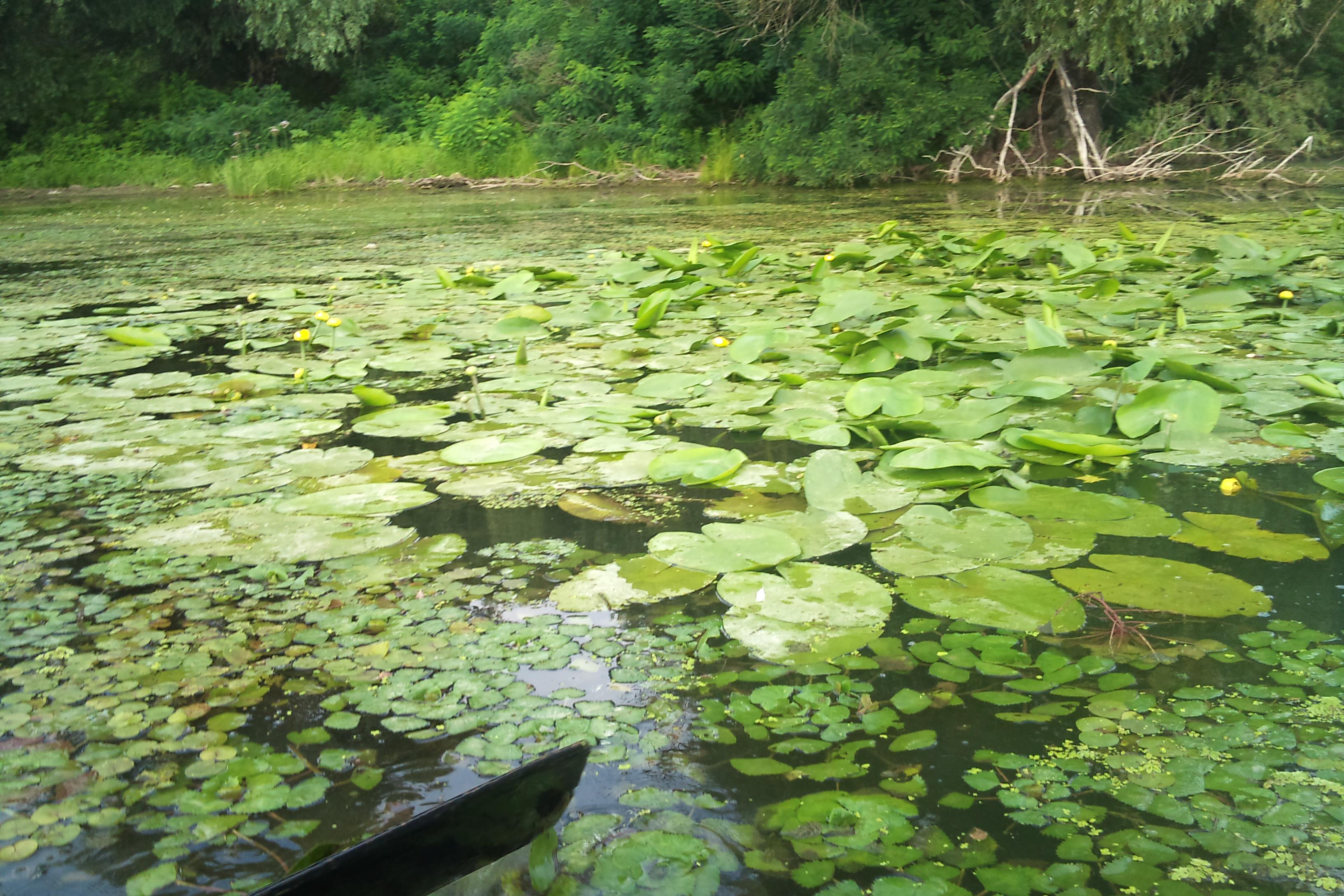 DELTA 2011  MILA 23 - DSC00164.JPG